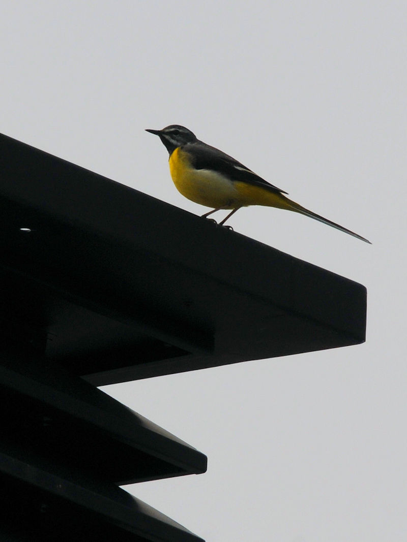 LZLC@@bR@Îs@ꌧ@2022/05/06@ Photo by Kohyuh