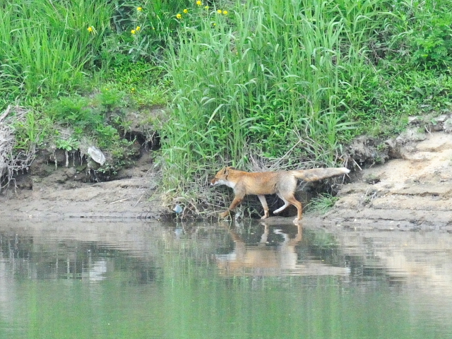 キツネ 川北公園 八幡市 2016/04/25 Photo by Kohyuh キツネ 川北公園 八幡市 2016/04/25 Photo by Kohyuh
