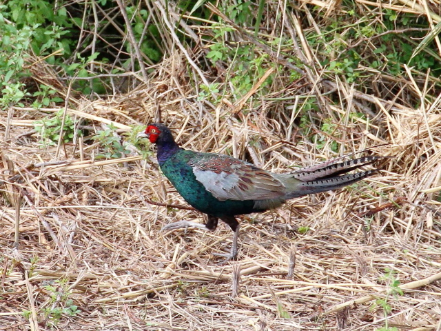 H LW  @s@ؒÐ@2013/10/09@Photo by Manda@iʐ^B񋟁F@ݓcj