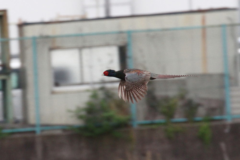 今が旬だよ　キジの飛翔 （５態-1）　木津川　八幡市　2015/05/12　Photo by manda