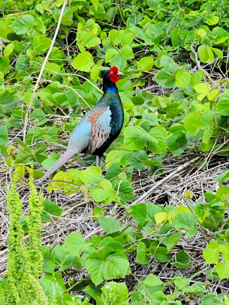 LWiQ-1j @s@썶݁@2018/05/19@Photo by Kohyuh