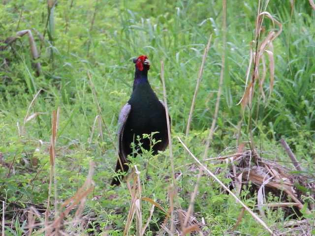 LW  iT-1j@s@w@2014/05/01@Photo by Manda