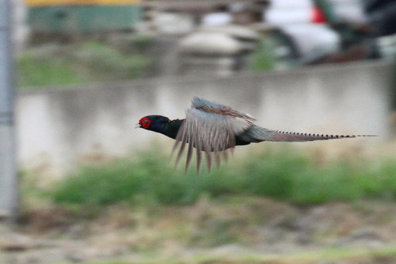 今が旬だよ　キジの飛翔 （５態-2）　木津川　八幡市　2015/05/12　Photo by manda