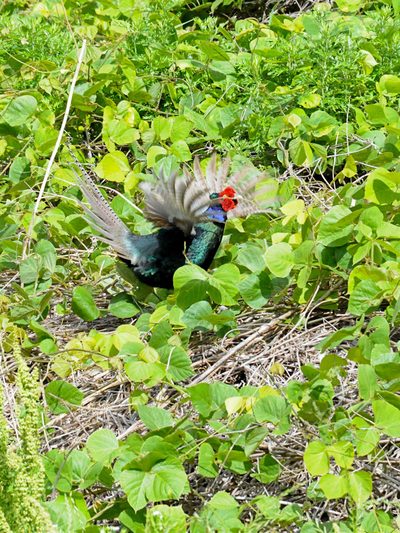 LWiQ-2j @s@썶݁@2018/05/19@Photo by Kohyuh