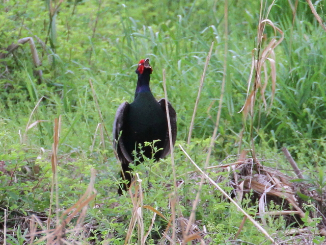 LW  iT-2j@s@w@2014/05/01@Photo by Manda