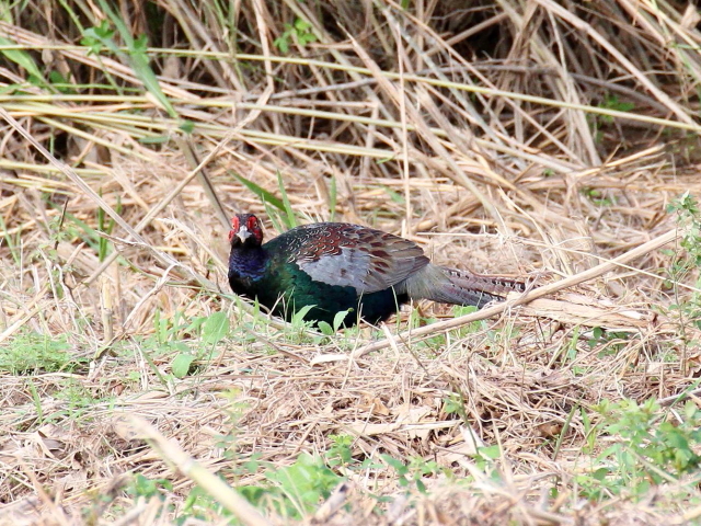 (11) LW  @s@ؒÐ@2013/10/09@Photo by Manda@iʐ^B񋟁F@ݓcj