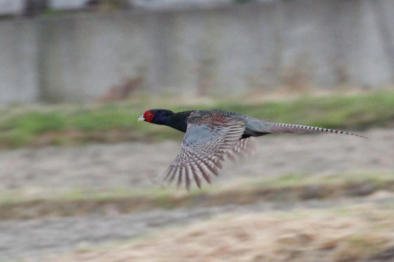 今が旬だよ　キジの飛翔 （５態-3）　木津川　八幡市　2015/05/12　Photo by manda
