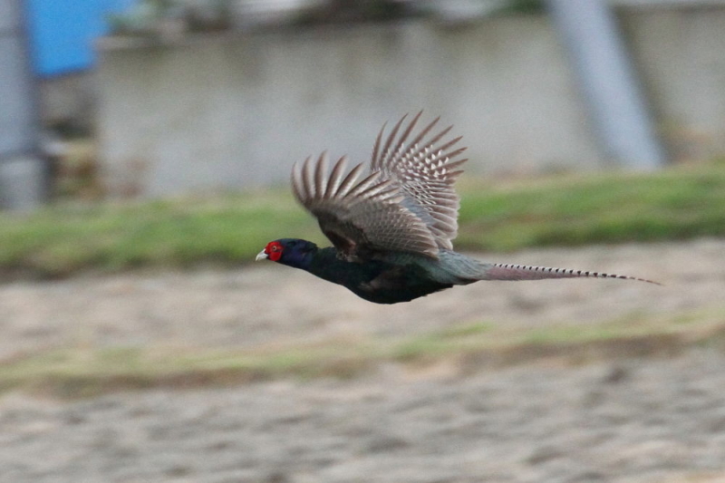 今が旬だよ　キジの飛翔 （５態-4）　木津川　八幡市　2015/05/12　Photo by manda