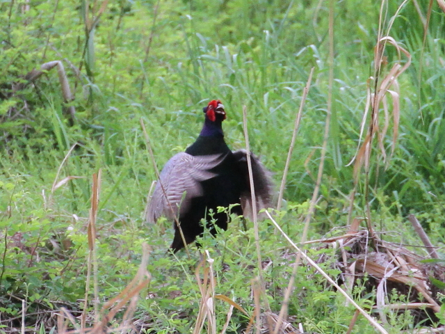 LW  iT-4j@s@w@2014/05/01@Photo by Manda