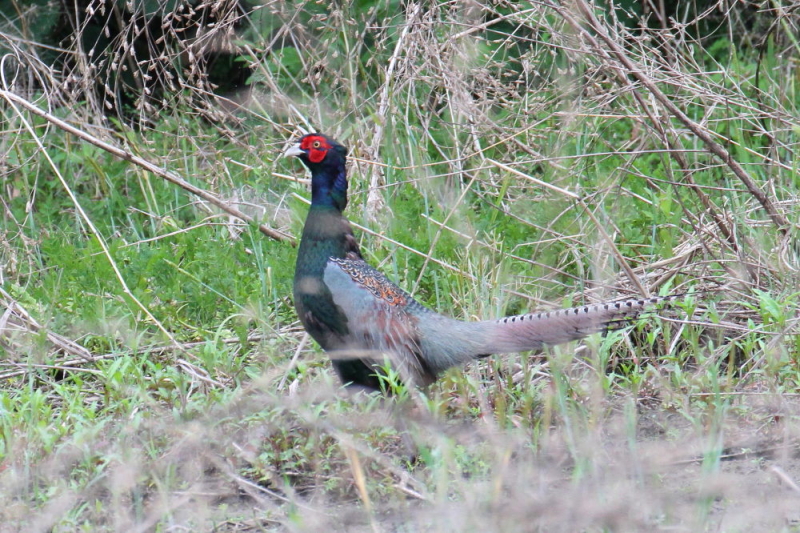 今が旬だよ　キジの飛翔 （５態-5）　木津川　八幡市　2015/05/12　Photo by manda