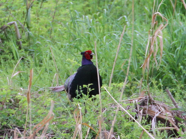 LW  iT-5j@s@w@2014/05/01@Photo by Manda