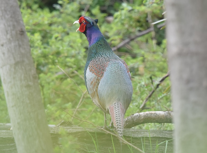キジ（８態-1）　淀川左岸　枚方市　2019/03/31　Photo by Hayashi　 （写真提供：　林）