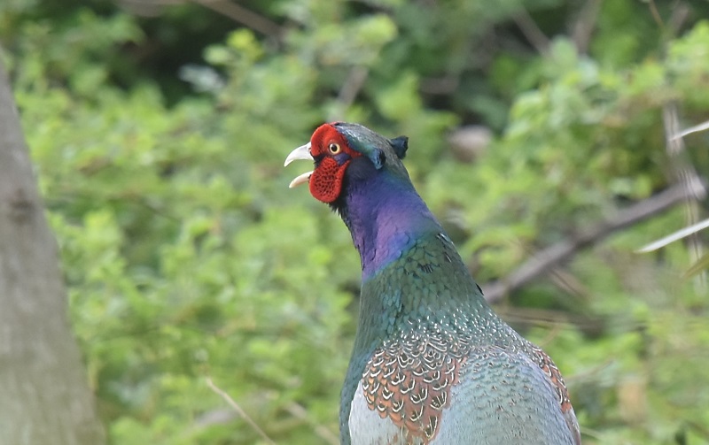 キジ（８態-2）　淀川左岸　枚方市　2019/03/31　Photo by Hayashi　 （写真提供：　林）