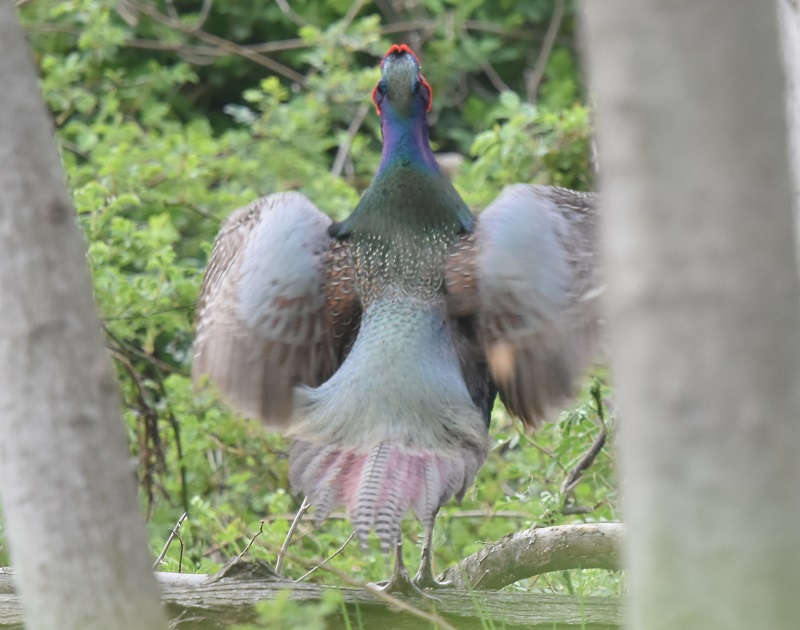 キジ（８態-3）　淀川左岸　枚方市　2019/03/31　Photo by Hayashi　 （写真提供：　林）