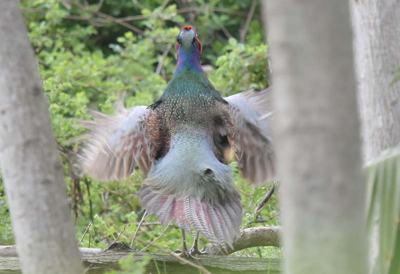 キジ（８態-4）　淀川左岸　枚方市　2019/03/31　Photo by Hayashi　 （写真提供：　林）