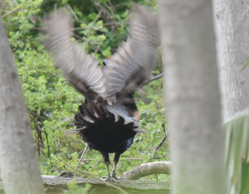 キジ（８態-5）　淀川左岸　枚方市　2019/03/31　Photo by Hayashi　 （写真提供：　林）