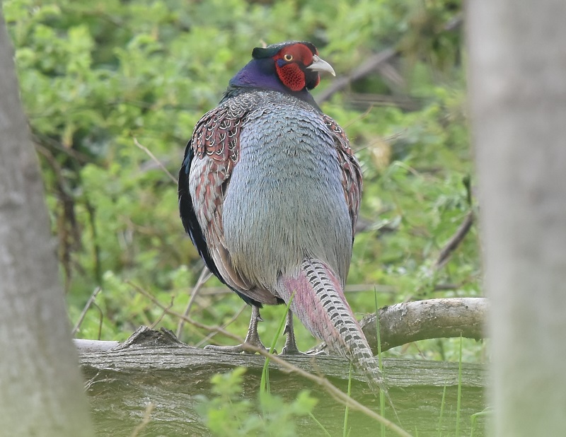 キジ（８態-6）　淀川左岸　枚方市　2019/03/31　Photo by Hayashi　 （写真提供：　林）