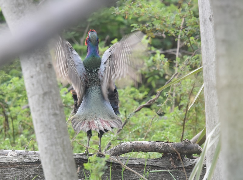 キジ（８態-7）　淀川左岸　枚方市　2019/03/31　Photo by Hayashi　 （写真提供：　林）