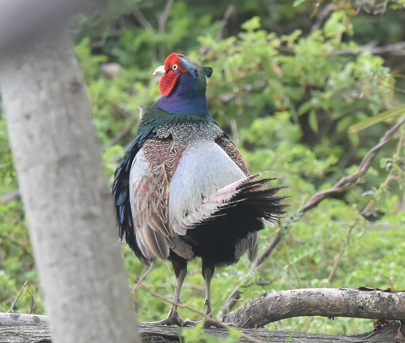 キジ（８態-8）　淀川左岸　枚方市　2019/03/31　Photo by Hayashi　 （写真提供：　林）