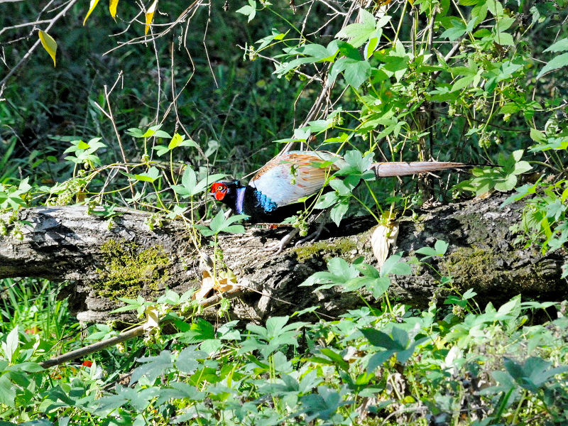 LW @s@썶݁@2016/12/03@Photo by Kohyuh