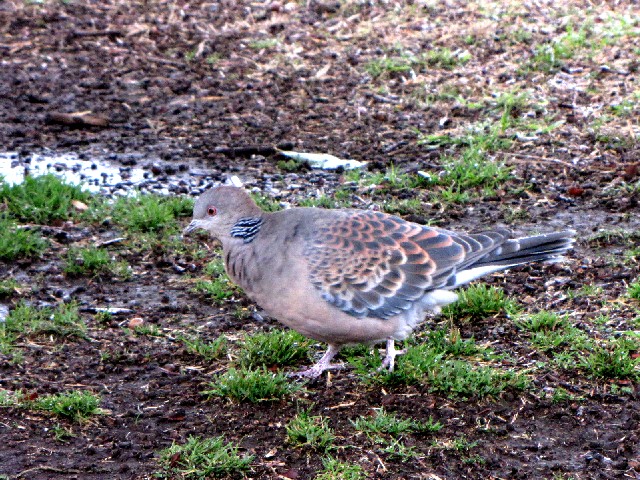 A LWog@@ݍ@l@2010/02/18@Photo by Kohyuh