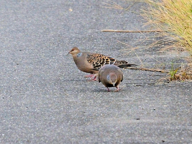 LWog iQ-2j@@@s@2016/10/08@Photo by Kohyuh