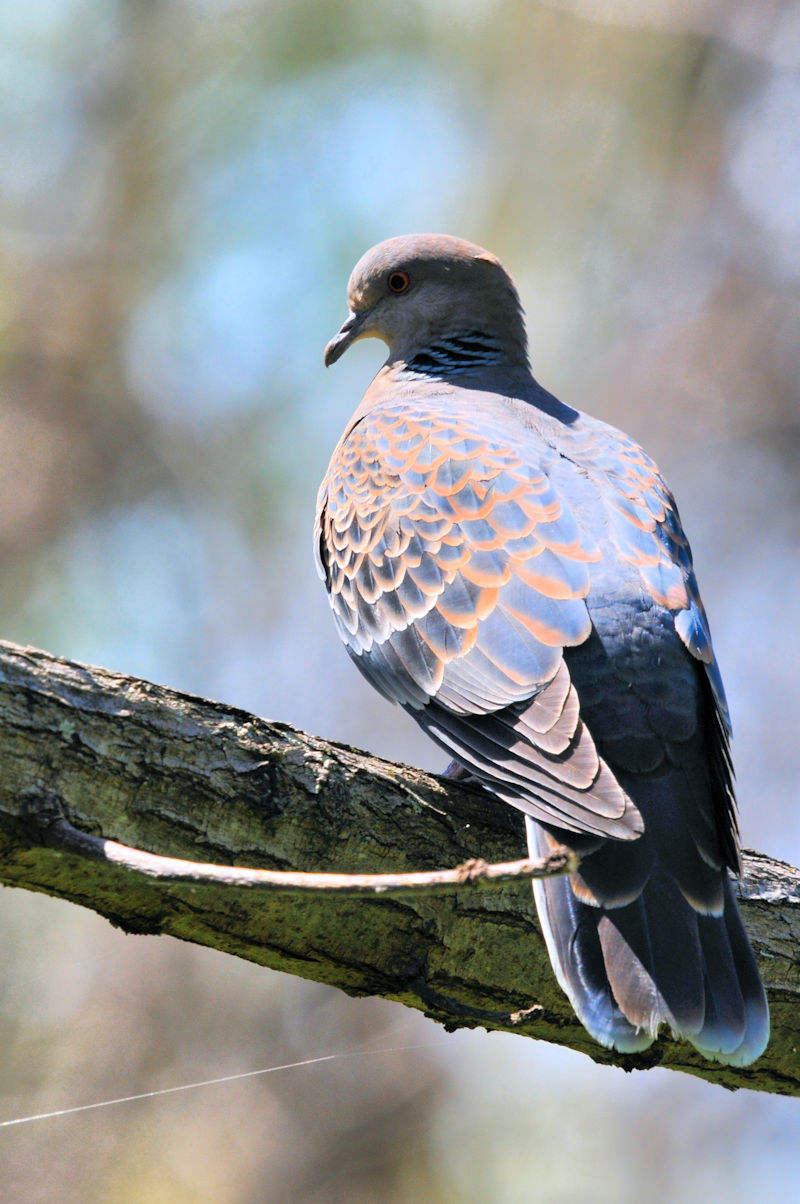 LWog@@͐ n@2021/04/11@Photo by Kohyuh