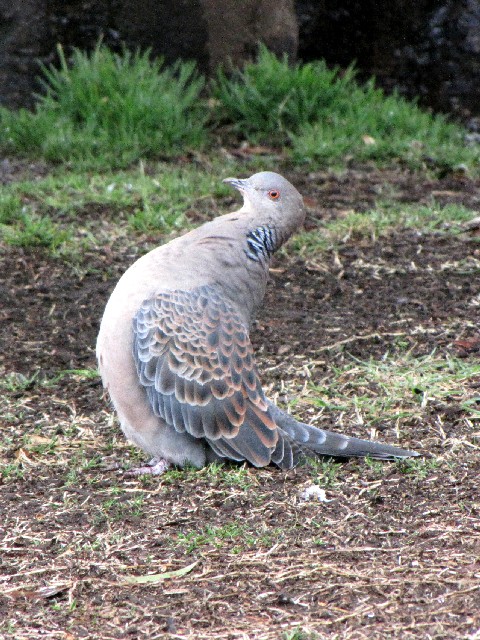 B  LWog@@ݍ@l@2010/02/18@Photo by Kohyuh