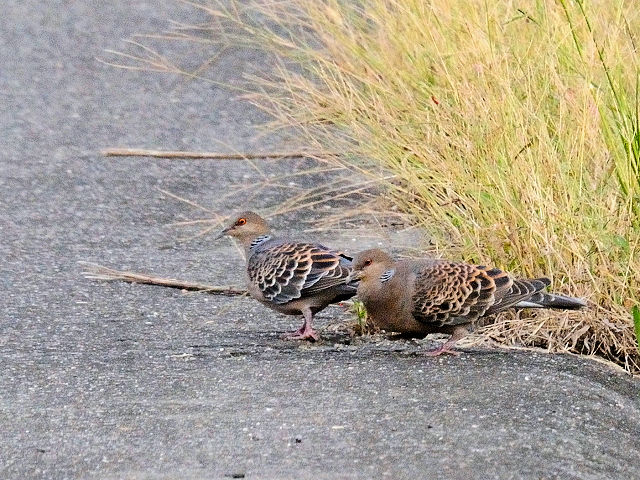 LWog iQ-1j@@@s@2016/10/08@Photo by Kohyuh