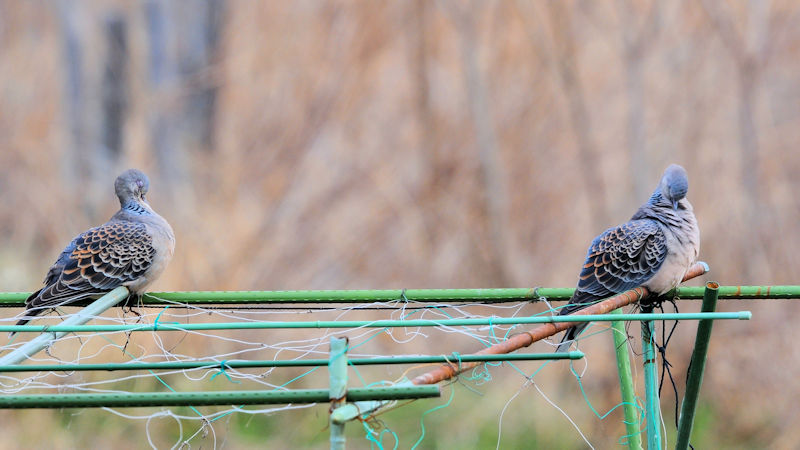 LWog @@J@s2022/12/13@Photo by Kohyuh