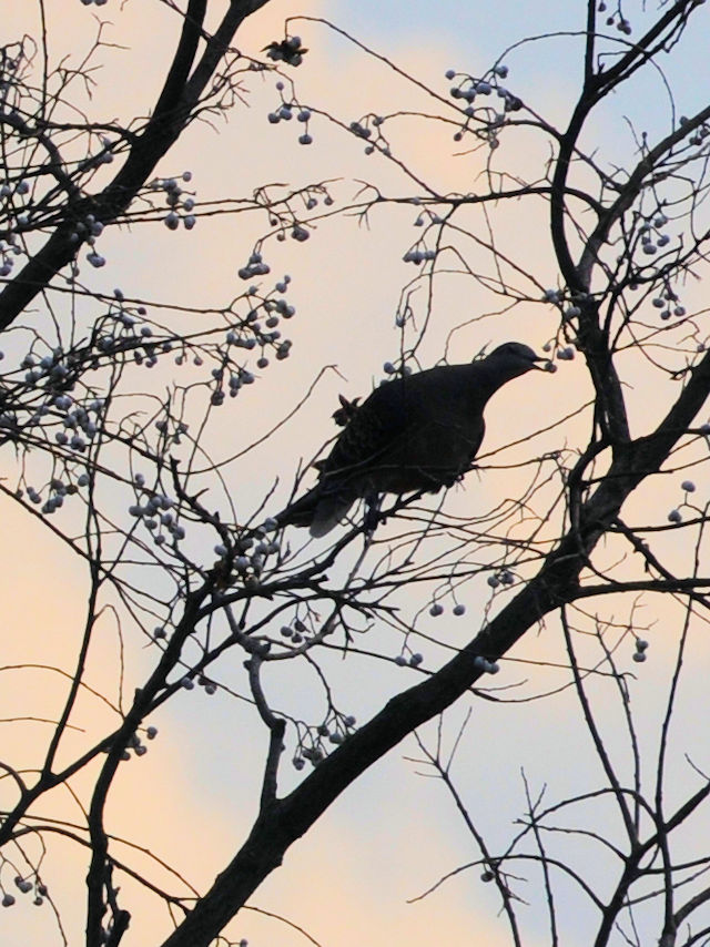 LWog@@J@s@2022/12/13@Photo by Kohyuh