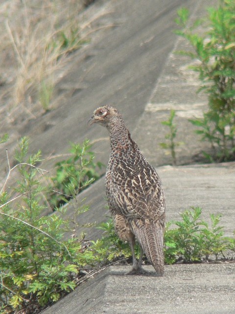 D LW  @s@J@2007/07/01@Photo by Takase