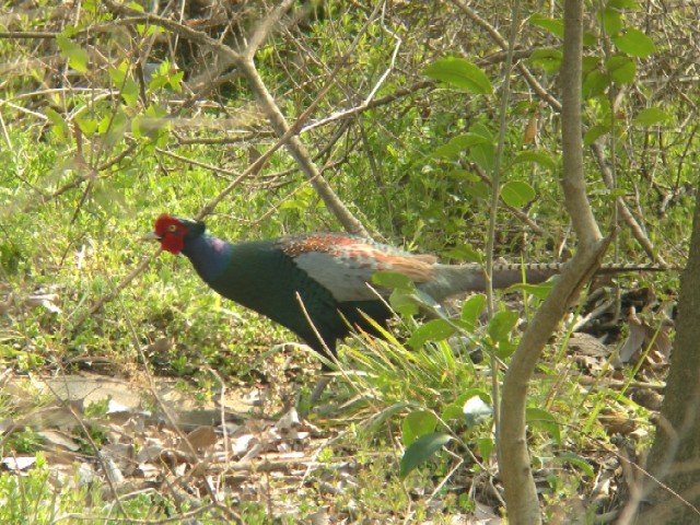 C LW  @s@썶݁@2007/04/03@Photo by Takayama