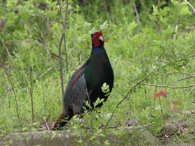 E LW  @s@썶݁@2008/04/19@Photo by Takemoto