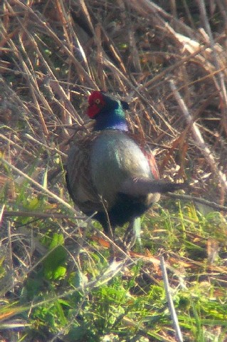 B LW  @s@ؒÐE݁@2006/03/25@Photo by Takayama