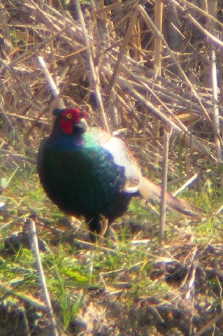 A LW  @s@ؒÐE݁@2006/03/25@Photo by Takayama