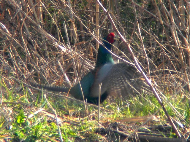 @ LW  @s@ؒÐE݁@2006/03/25@Photo by Takayama
