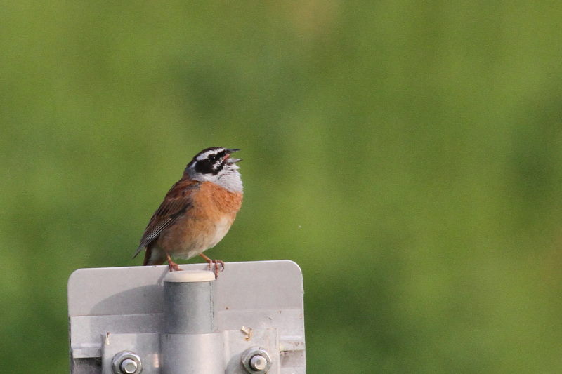今が旬だよ 木津川の野鳥たち　ホオジロ　八幡市 2015/05/06　Photo by manda