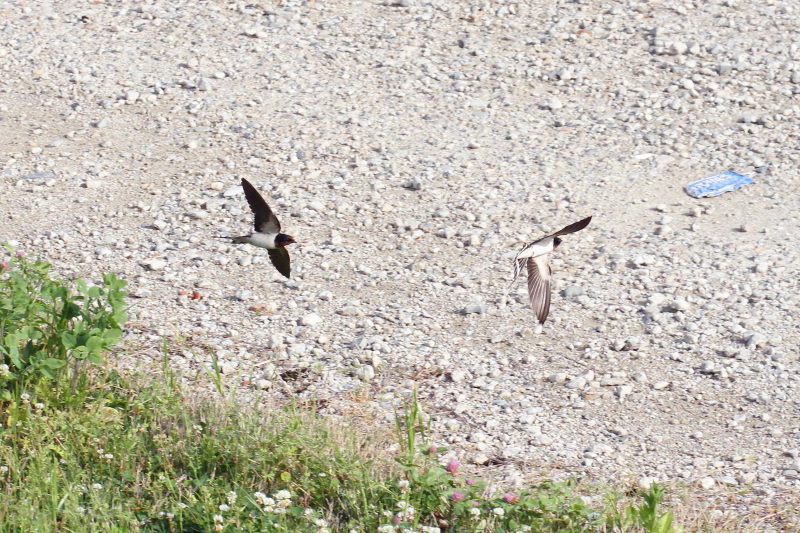 ツバメ （３態-3）　今が旬だよ　木津川の野鳥たち　八幡市　2015/05/05　Photo by manda