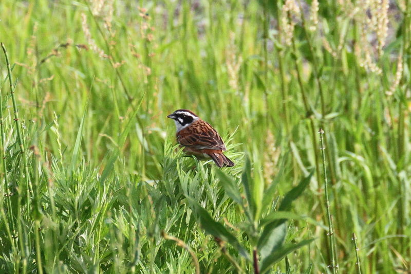 ホオジロ（２態-1）　今が旬だよ　木津川の野鳥たち　八幡市　2015/05/05　Photo by manda