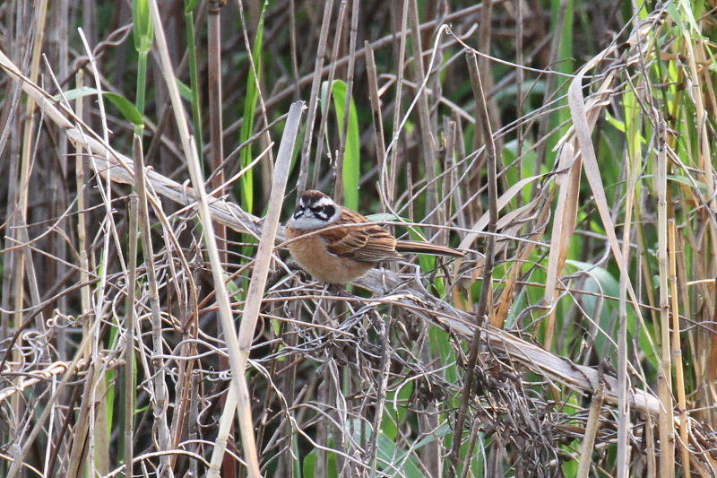 ホオジロ（２態-2）　今が旬だよ　木津川の野鳥たち　八幡市　2015/05/05　Photo by manda