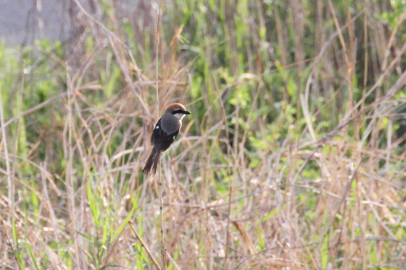 モズ　今が旬だよ　木津川の野鳥たち　八幡市　2015/05/05　Photo by manda