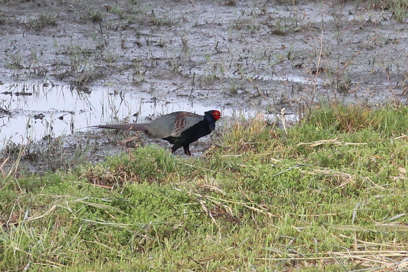 今が旬だよ 木津川の野鳥たち　キジ （４態-1）　八幡市 2015/05/06　Photo by manda