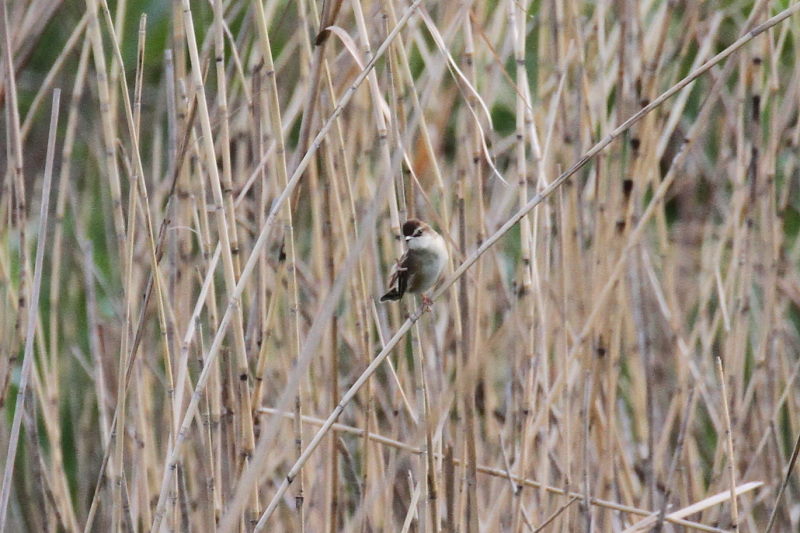 セッカ（３態-1）　今が旬だよ　木津川の野鳥たち　八幡市　2015/05/05　Photo by manda
