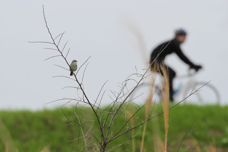 ウグイス　（５態-1）　木津川　八幡市　2015/04/04　Photo by Manda
