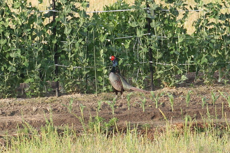今が旬だよ 木津川の野鳥たち　キジ （４態-2）　八幡市 2015/05/06　Photo by manda