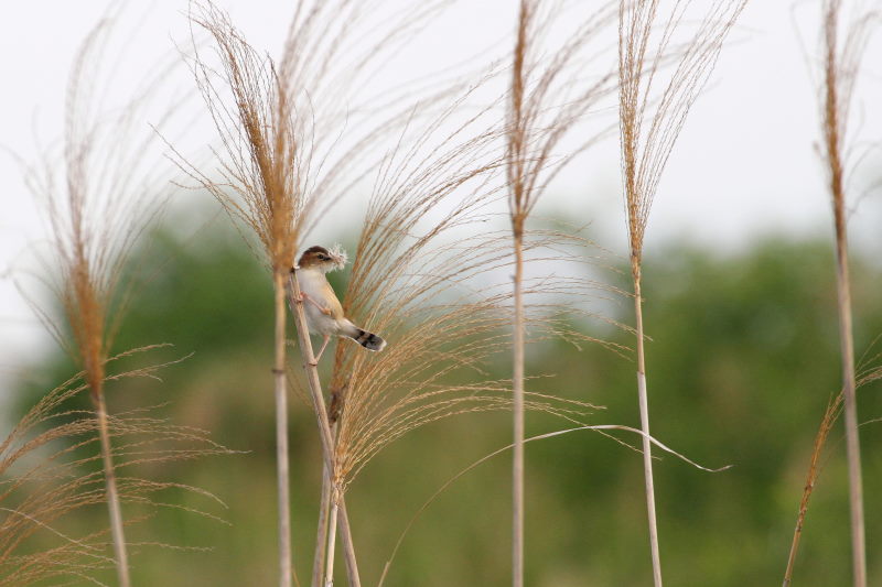 セッカ（３態-2）　今が旬だよ　木津川の野鳥たち　八幡市　2015/05/05　Photo by manda
