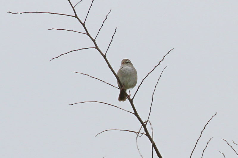 ウグイス　（５態-2）　木津川　八幡市　2015/04/04　Photo by Manda