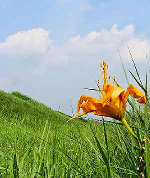 ؒÐE݂̒hɍ炭uJ]Ẻԁ@ Photo by Kohyuh