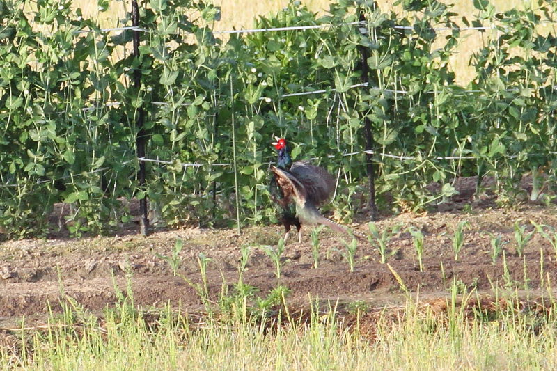 今が旬だよ 木津川の野鳥たち　キジ （４態-3）　八幡市 2015/05/06　Photo by manda